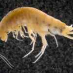 https://trenzviral.com/empat-kontainer-udang-indonesia-ditarik-as-ketika-laut-menyimpan-cerita-tentang-radioaktif
