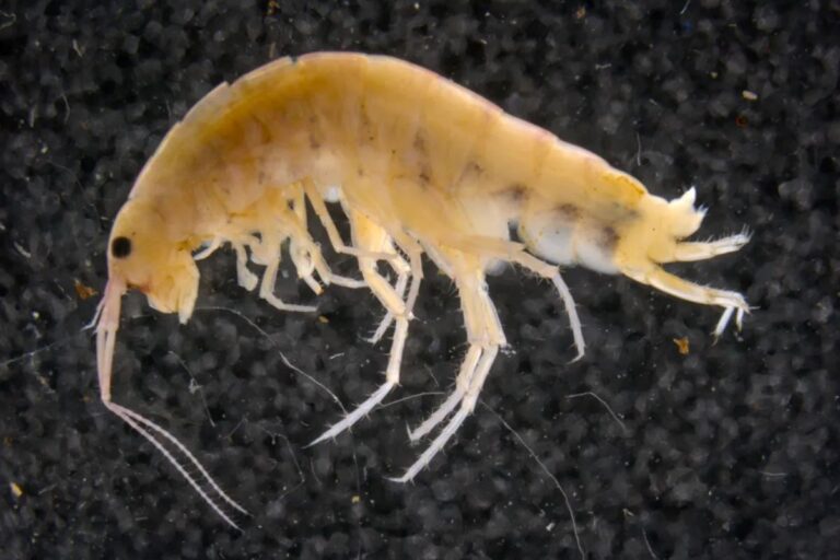 https://trenzviral.com/empat-kontainer-udang-indonesia-ditarik-as-ketika-laut-menyimpan-cerita-tentang-radioaktif